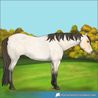 Horse Color:Buckskin Roan Dun 