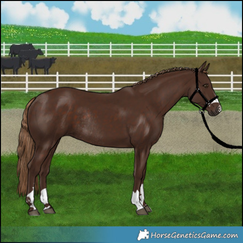 Horse Color:Liver Chestnut Rabicano 