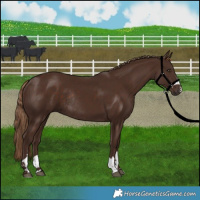 Horse Color:Liver Chestnut Rabicano