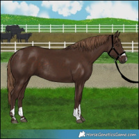 Horse Color:Liver Chestnut Rabicano