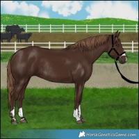 Horse Color:Liver Chestnut Rabicano