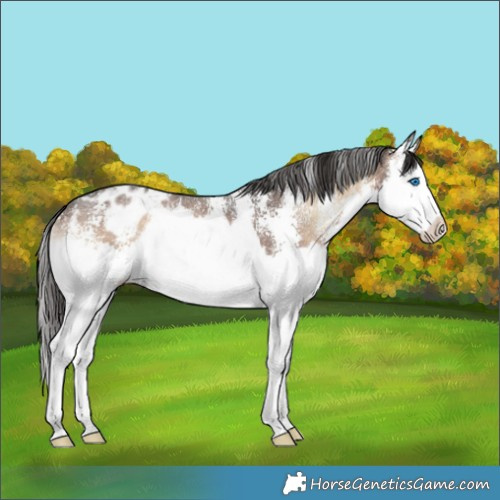 Horse Color:Liver Red Onyx Sabino Splash Appaloosa 