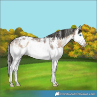 Horse Color:Liver Red Onyx Sabino Splash Appaloosa 