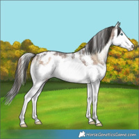 Horse Color:Liver Red Onyx Sabino Splash Varnish 