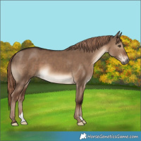 Horse Color:Liver Red Dun 