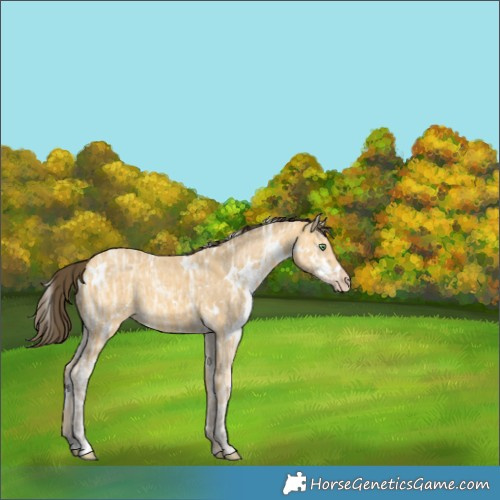 Horse Color:White Spotted Amber Cream Champagne Ice 