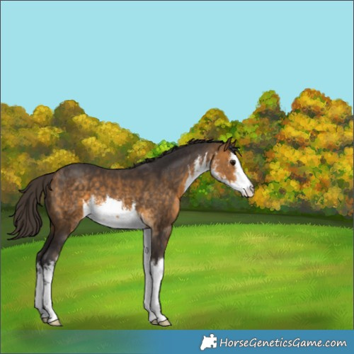 Horse Color:White Spotted Buckskin 