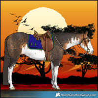 Horse Color:White Spotted Buckskin