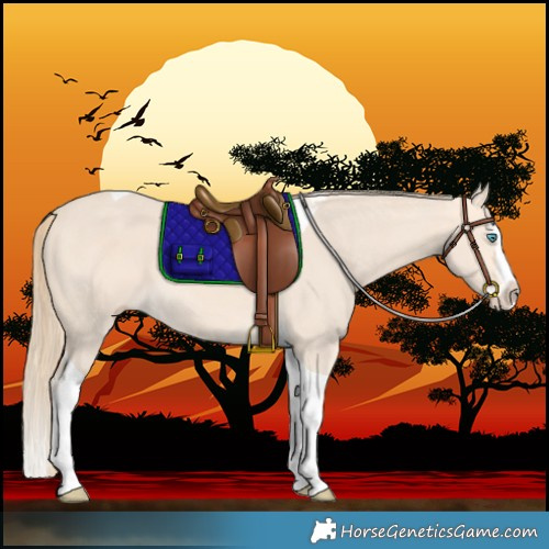 Horse Color:Perlino Splash Tobiano 