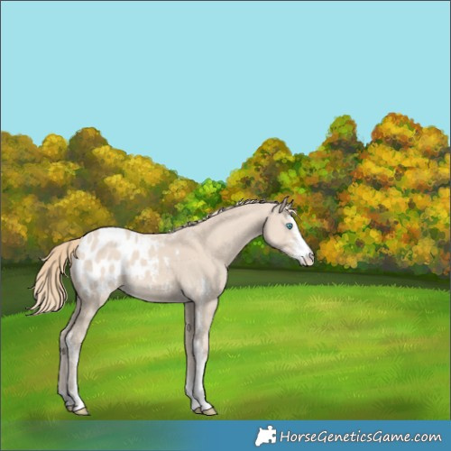 Horse Color:Smoky Creme Sabino Blanket 