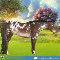 Horse Color:White Spotted Liver Chestnut Appaloosa