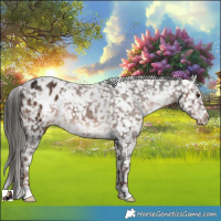 Horse Color:White Spotted Liver Chestnut Blanket