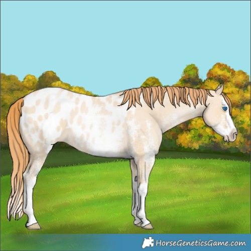Horse Color:White Spotted Smoky Grullo Pearl Splash Appaloosa 