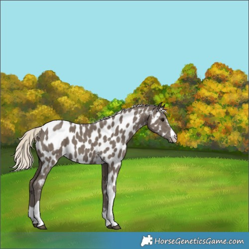 Horse Color:Silver Smoky Black Sabino Tobiano Near Leopard 