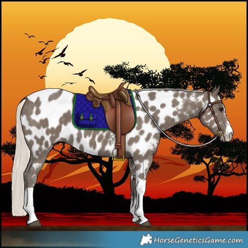Horse Color:Silver Smoky Black Sabino Tobiano Near Leopard 