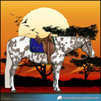 Horse Color:Silver Smoky Black Sabino Tobiano Near Leopard 