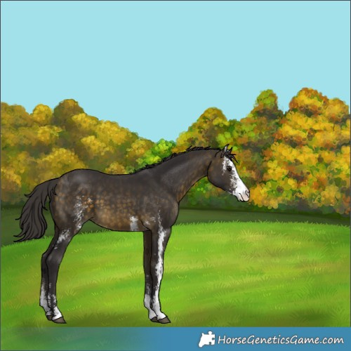 Horse Color:Buckskin Sabino 