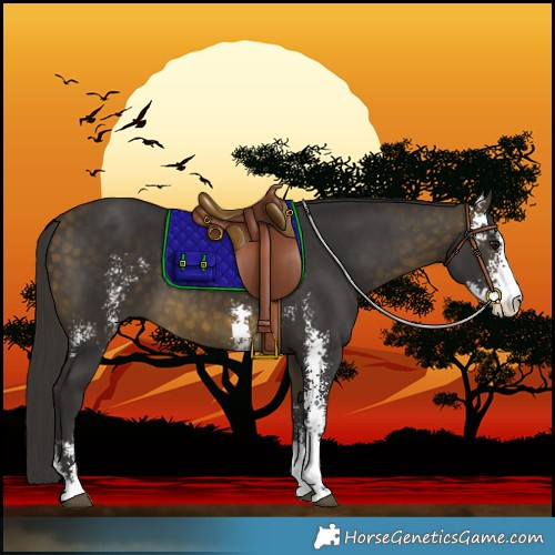 Horse Color:Buckskin Sabino 