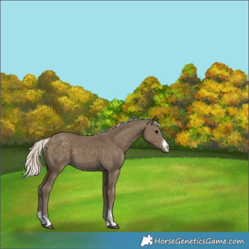Horse Color:Silver Smoky Black Sabino 