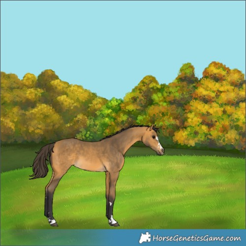 Horse Color:Buckskin 