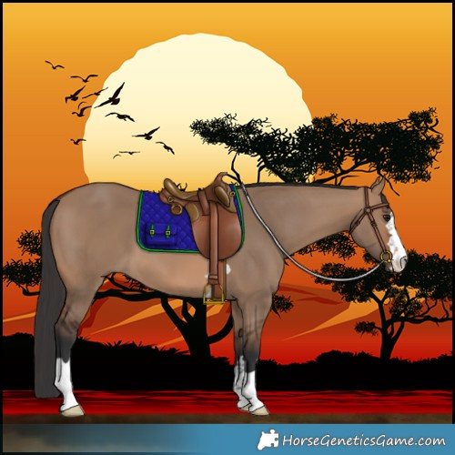 Horse Color:Brown Dun 