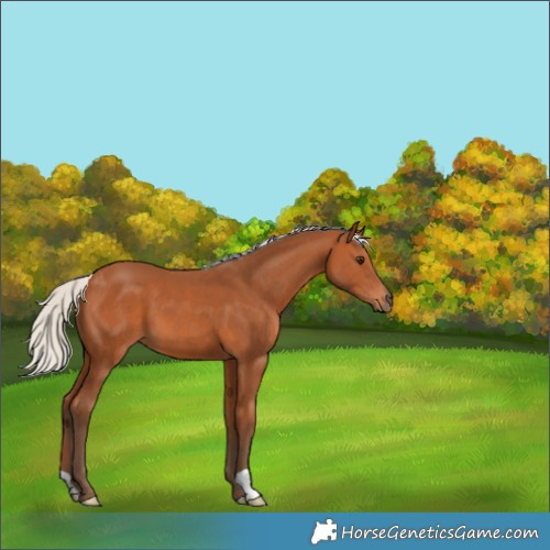 Horse Color:Silver Bay 
