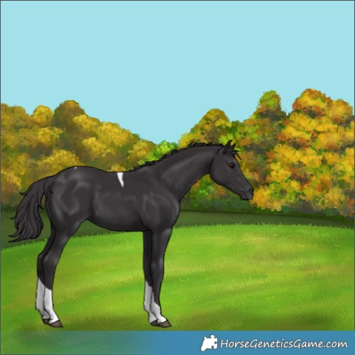 Horse Color:Smoky Black Tobiano 