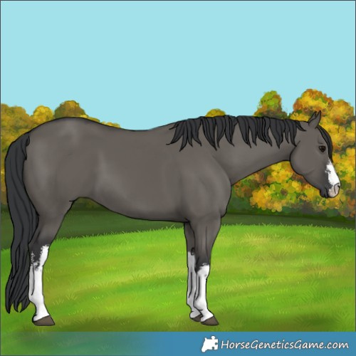 Horse Color:White Spotted Grullo 