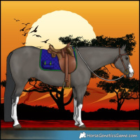 Horse Color:White Spotted Grullo 