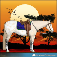 Horse Color:Buckskin Dun Blanket 
