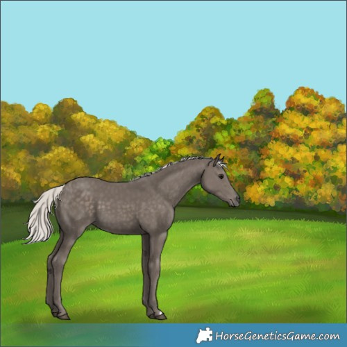 Horse Color:Silver Smoky Black 