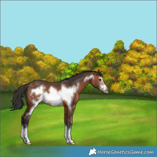 Horse Color:Brown Sabino Frame