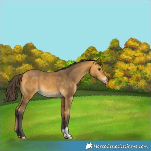 Horse Color:Buckskin 