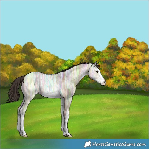 Horse Color:White Spotted Bay Ice Dun Rabicano 