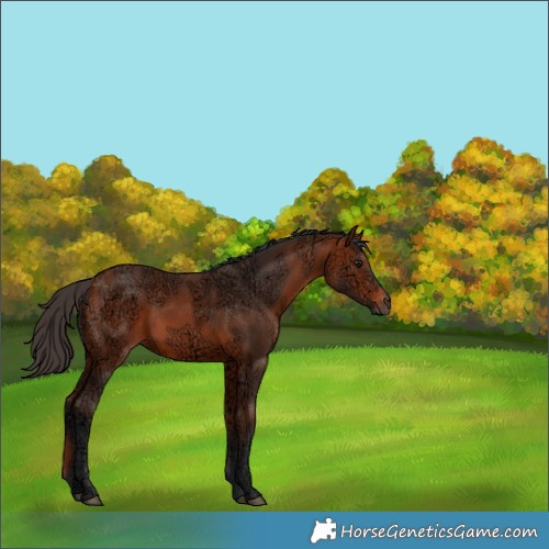 Horse Color:White Spotted Bay Ice Rabicano 