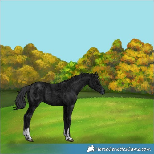 Horse Color:White Spotted Black Ice 