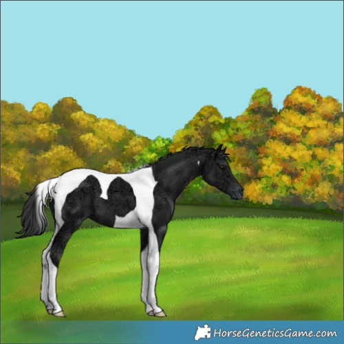 Horse Color:Black Ice Tobiano 