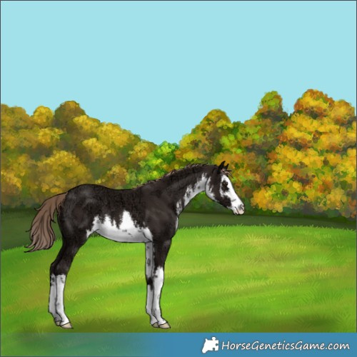 Horse Color:White Spotted Liver Chestnut Ice 
