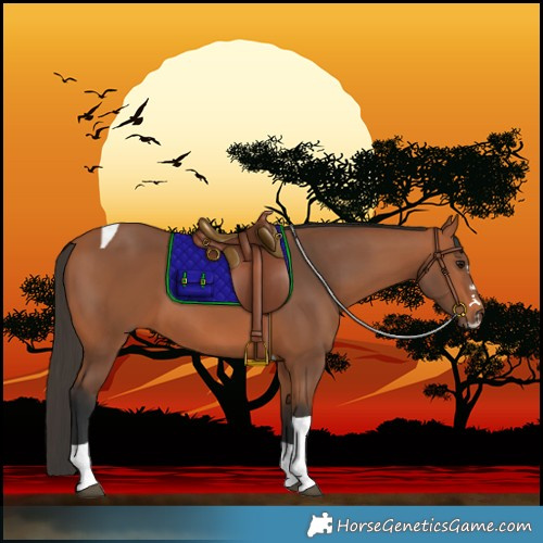 Horse Color:Bay Tobiano 