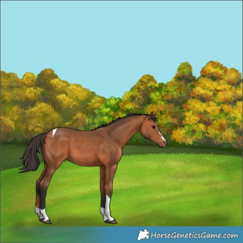 Horse Color:Bay Tobiano 