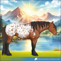 Horse Color:Bay Appaloosa