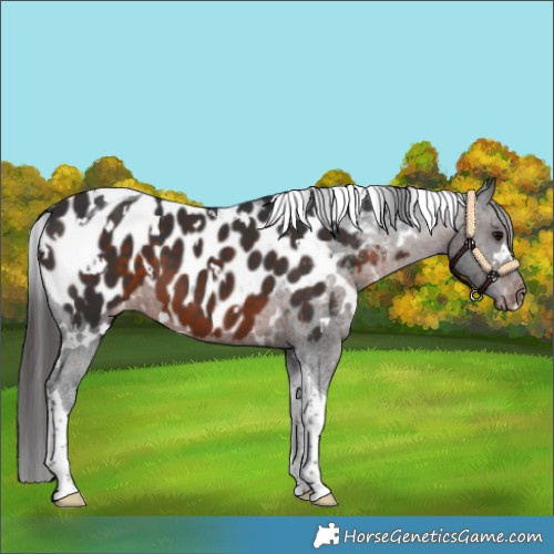 Horse Color:White Spotted Brown Tobiano Appaloosa