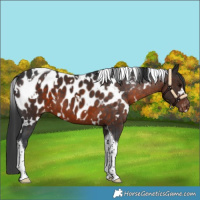 Horse Color:White Spotted Brown Tobiano Appaloosa 