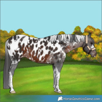 Horse Color:White Spotted Brown Tobiano Appaloosa 