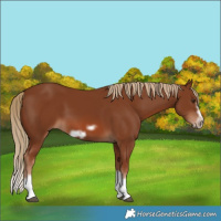 Horse Color:Chestnut Splash Frame 