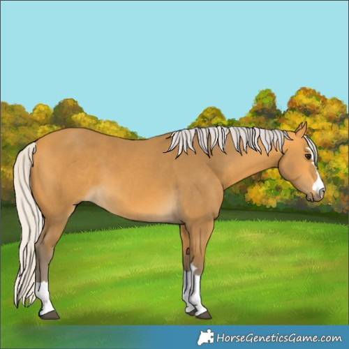 Horse Color:Silver Buckskin 