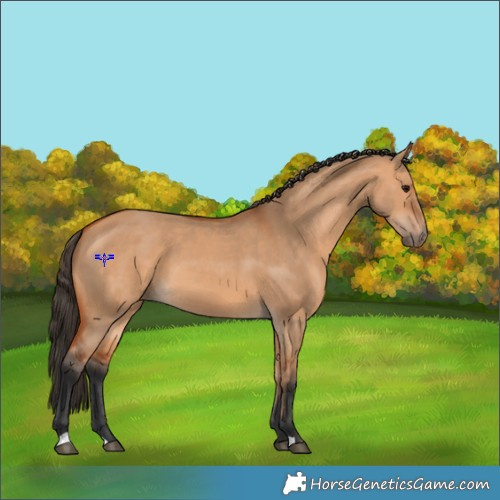 Horse Color:Bay Dun