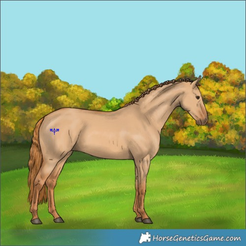 Horse Color:Red Dun