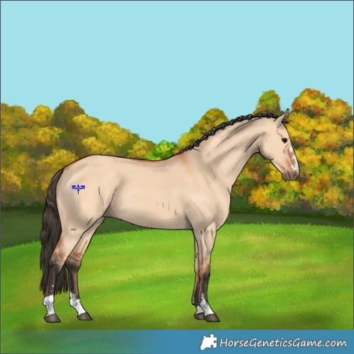 Horse Color:Bay Dun 