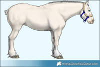 Horse Color:Cremello Dun Tobiano 